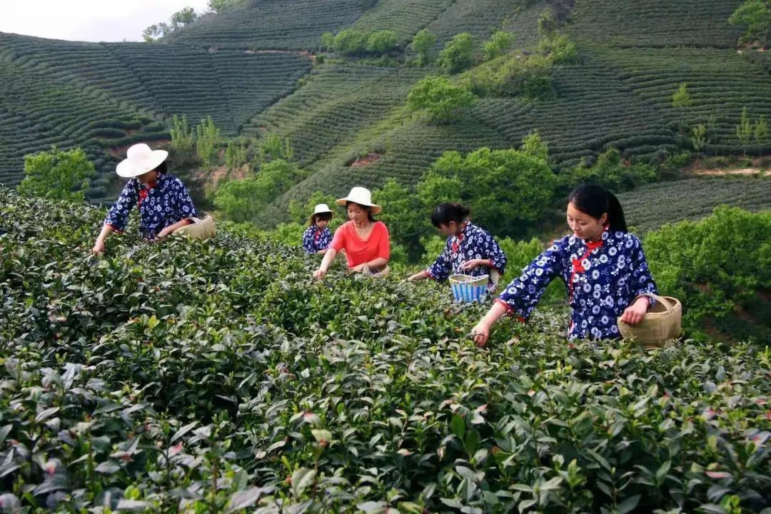 “中国传统制茶技艺及其相关习俗”申遗成功信阳毛尖茶作为重要组成部分参与申报