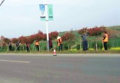 让五彩花草铺满内乡生态旅游大道