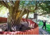 【旅游人生】千年红豆杉的“守护神”王志祥