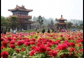 【前沿视角】如何发展花海旅游