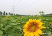 来神农牡丹庄园，赏向日葵啦！