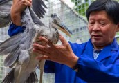 【旅游人生】姚同海：野生动物的守护神