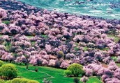 【广角聚焦】从“桃花经济”看西藏旅游业转型