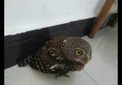 内乡宝天曼保护区工作人员成功救护国家二级保护动物——斑头鸺鹠