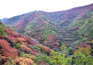 【广角聚焦】一条“古街”，何以引来百万游客