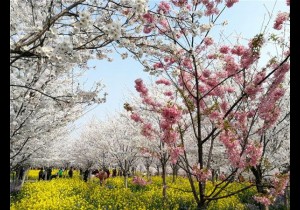 【封面】春满中原，河南多地迎短途旅游高峰