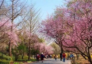 >>清明期间700家赏花景区有优惠    热点景区发出“限流令”