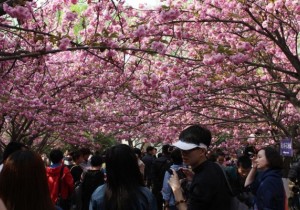 【封面】清明假期国内游人数破亿人次   实现旅游收入421亿元