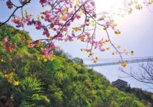 【广角聚焦】清明小长假，河南省文化旅游备受追捧