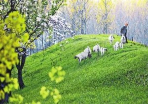 【封面】河南：五年林业生态建设   助推森林旅游产业发展