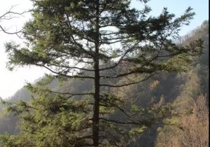 宝天曼野外巡护监测大果青杄