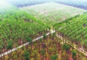 【广角聚焦】生态民权   打造“候鸟天堂”