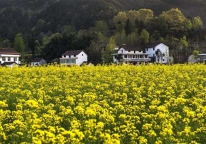 【广角聚焦】乡村旅游不应一味的追求“副本”