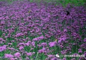 豫西百草园免门票，就在花海美食节！