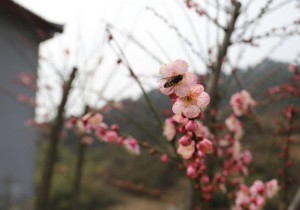 【封面】省内外民宿专家到信阳“寻找春天”