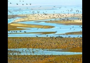 【封面】114万亩！河南将在黄河沿线新建18个湿地公园