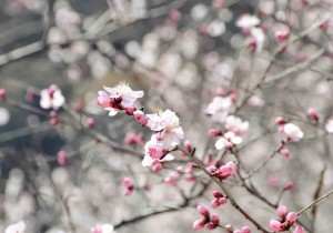 桃花渐欲迷人眼，秋沟景区待君归
