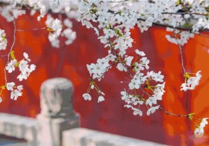 【封面】赏花游升温！洛阳入选国内热门赏花游目的地TOP10