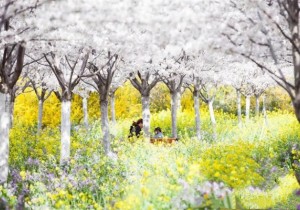 >>河南：“花海经济”成为旅游发展的新业态