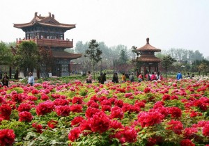 >>中国花协征求社会意见 拟推荐牡丹为国花！