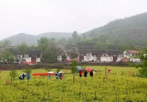 重磅！河南十村上榜首批全国乡村旅游重点村