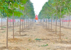 王国生：深入贯彻落实习近平总书记重要讲话精神 为把黄河建成造...