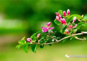 淬火弥坚，春迟花繁——疫情下的中国旅游业