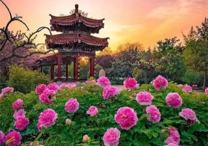 第三十八届中国洛阳牡丹文化节开幕 着力打造“云端”文化节会