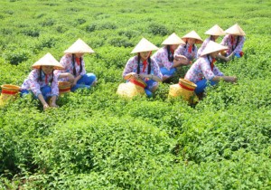 【行走河南 云购非遗】冬凌茶制作技艺：王屋仙茶