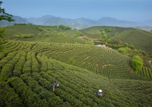 【行走河南 云购非遗】信阳毛尖茶制作技艺：汤清色绿 香高味浓