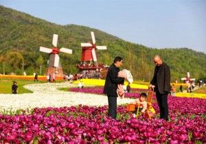 赏百万郁金香，看精彩演出！西九华山第八届郁金香文化节即将启幕