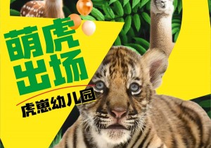 倒计时2天！栾川竹海野生动物园虎崽幼儿园12月15日开园迎宾