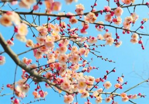 又到一年赏花时！这份郑州赏花攻略请收好→
