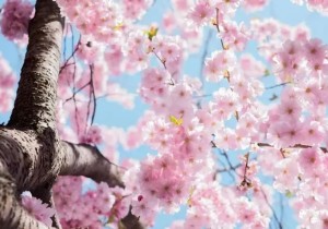 花开满城！定格光山的好春光