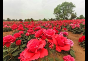 舞钢市春季赏花指南发布，万亩花海邀您共赴春日盛宴！