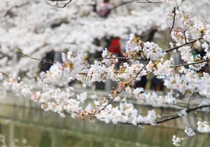 快依这份攻略，开启春日浉河之旅→