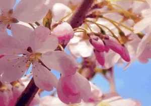 春花有约！三月的丹江大观苑有种“冲上热搜的美”！