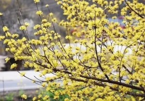 五感全开，漫游栾川春日！