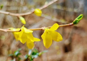 九峰山超值春游套餐来啦！趁春光正好，邂逅自然治愈之旅！