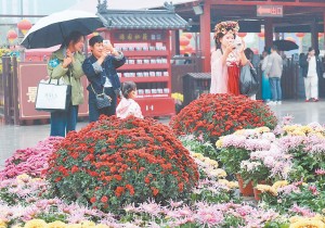 中国开封第43届菊花文化节将于10月18日启幕
