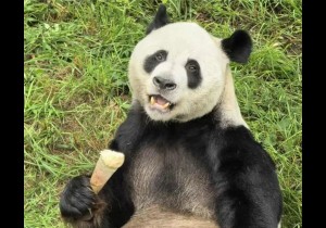 春天拍了拍你：该去竹海野生动物园啦！