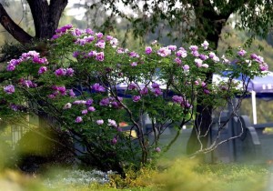 洛阳牡丹文化系统入选中国重要农业文化遗产名单
